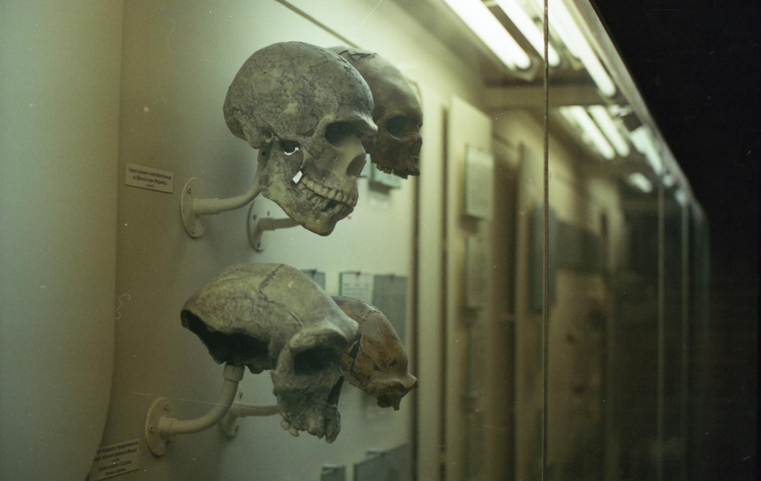 Museum skulls