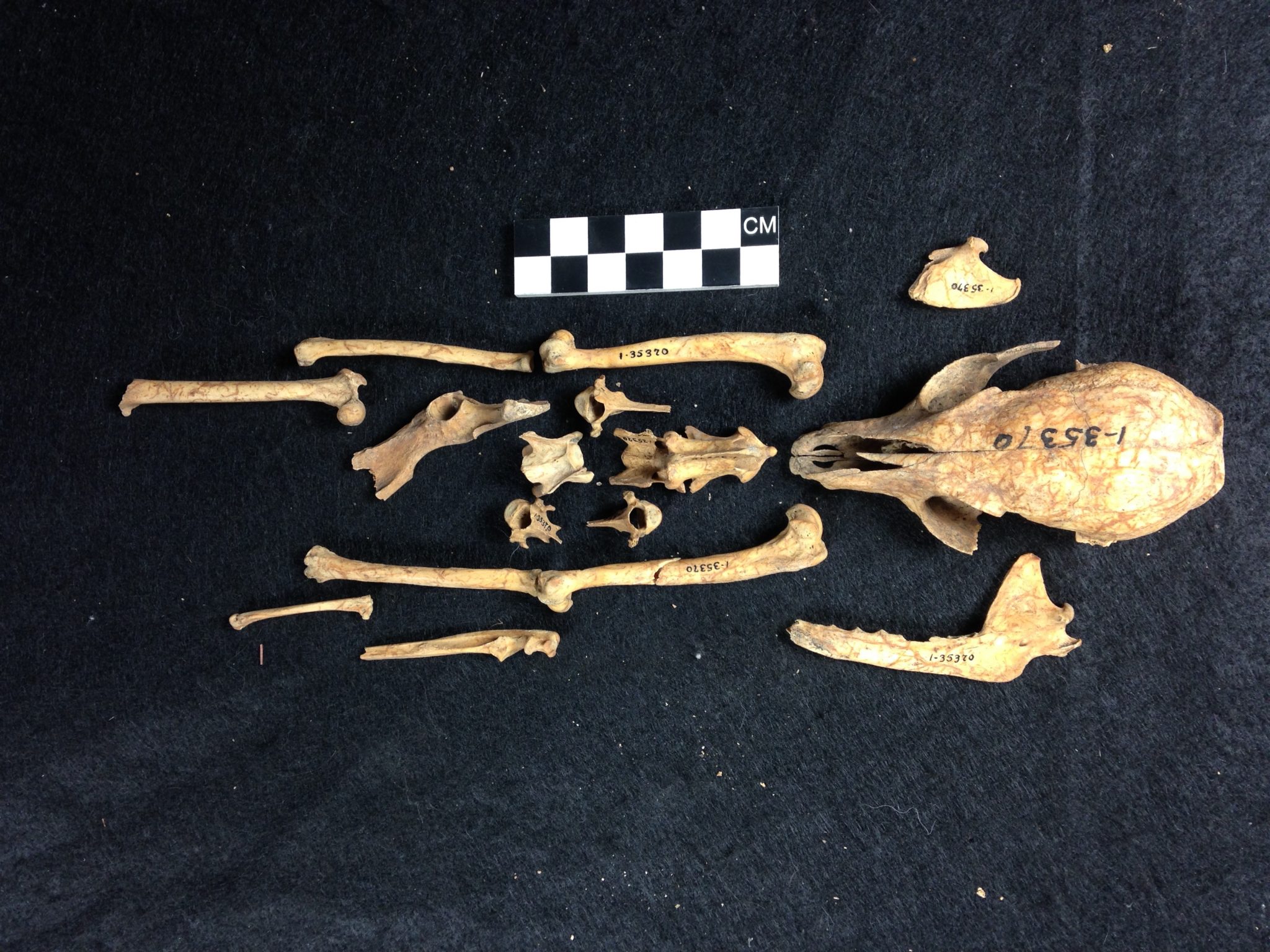 A skeleton of an island fox