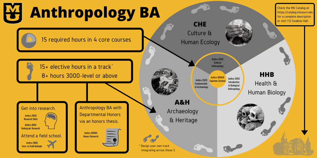 Anthropology Concentrations